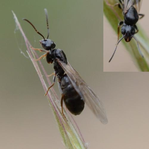Tapinoma madeirense
